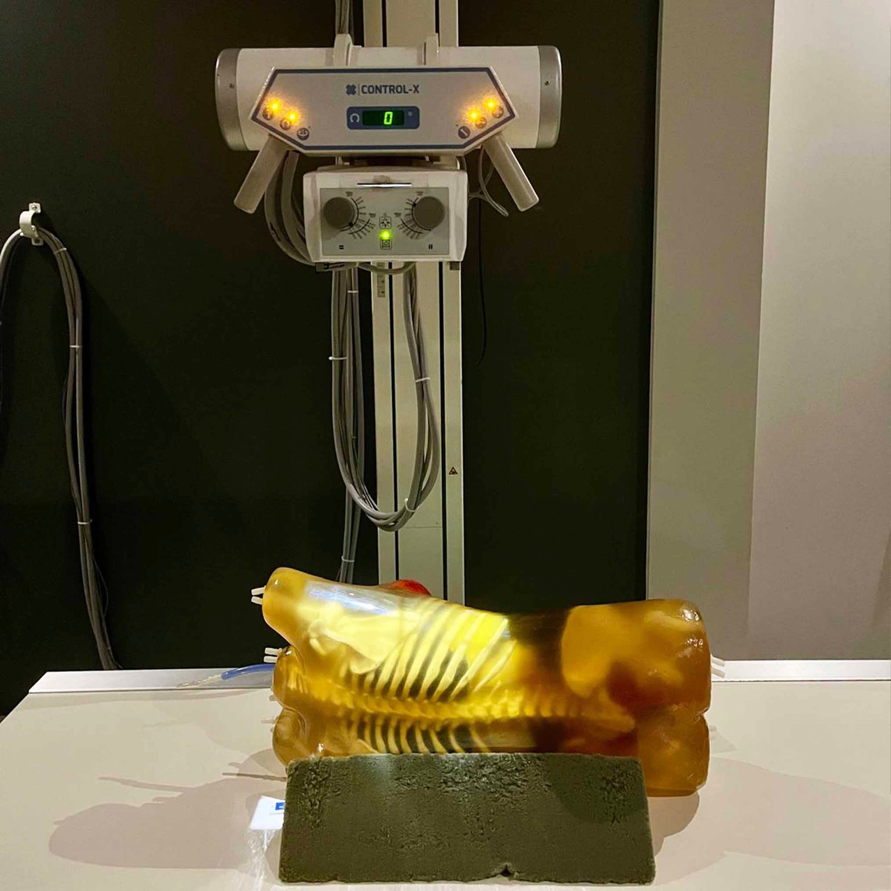 Adult Female Torso for X-Ray CT, US