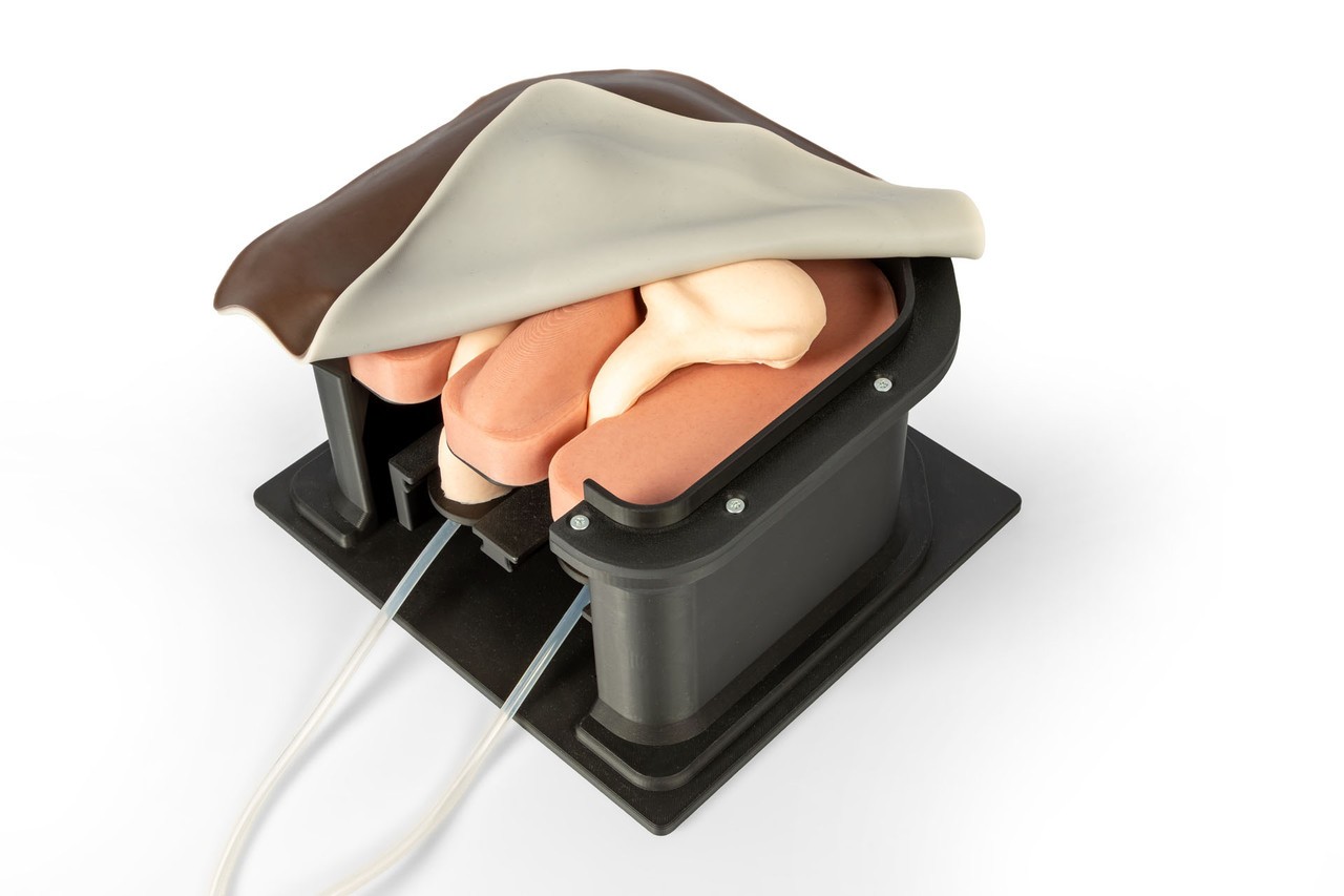 Equine Castration Surgical Simulator