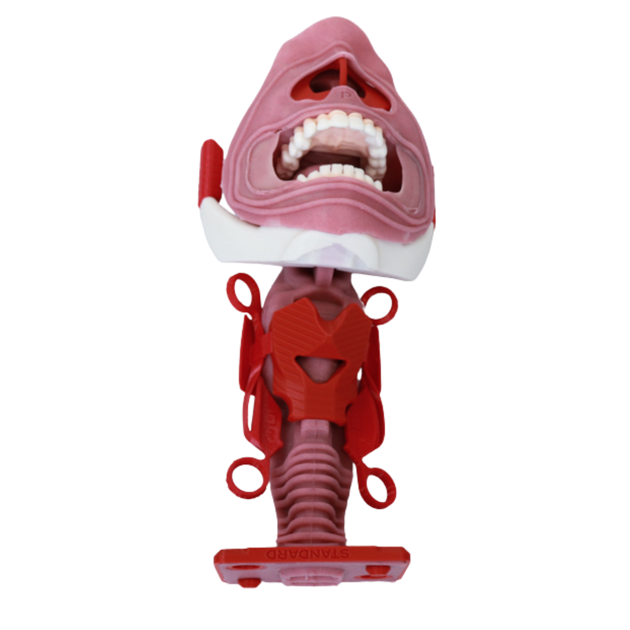 standard airway v2