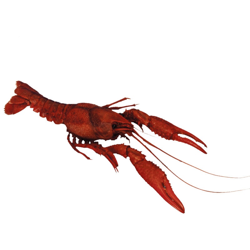 Anatomy Lab Crayfish Specimens, 3-4 Inches, Vacuum Pack of 10