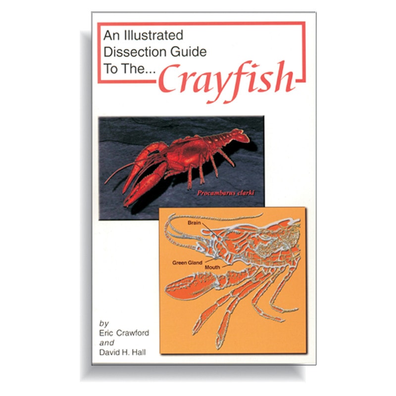 Anatomy Lab Crayfish Dissection Guide
