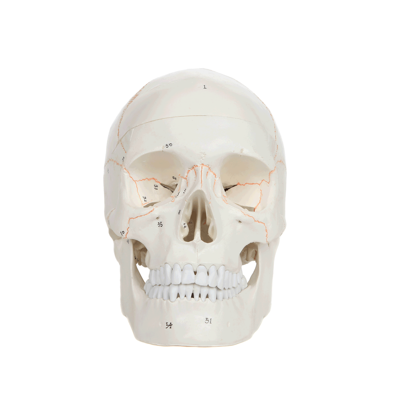 Axis Scientific 3-Part Life-Size Human Skull Numbered Anatomy Model Animated GIF with 360-degree View