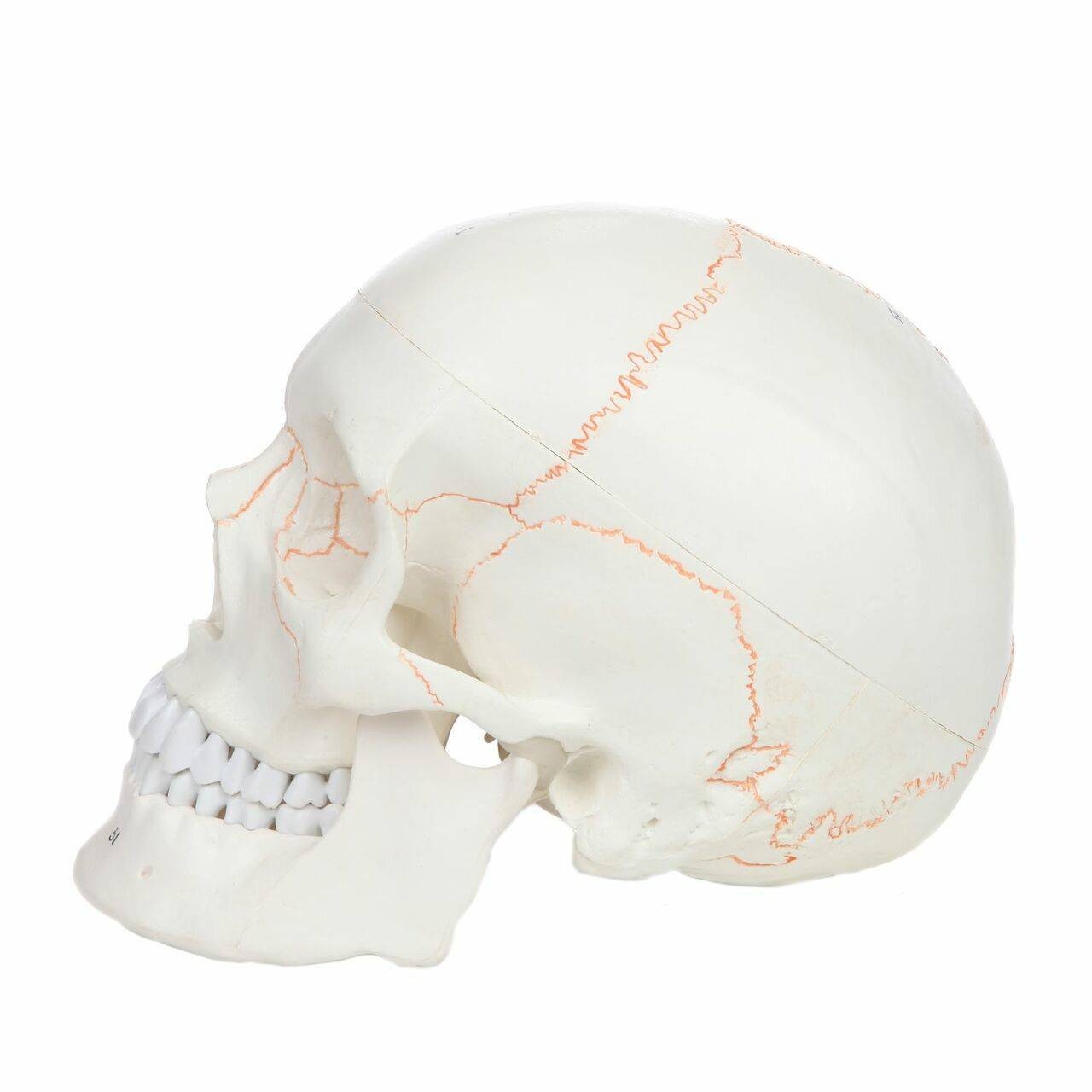 Axis Scientific 3-Part Life-Size Human Skull Numbered Anatomy Model Left View