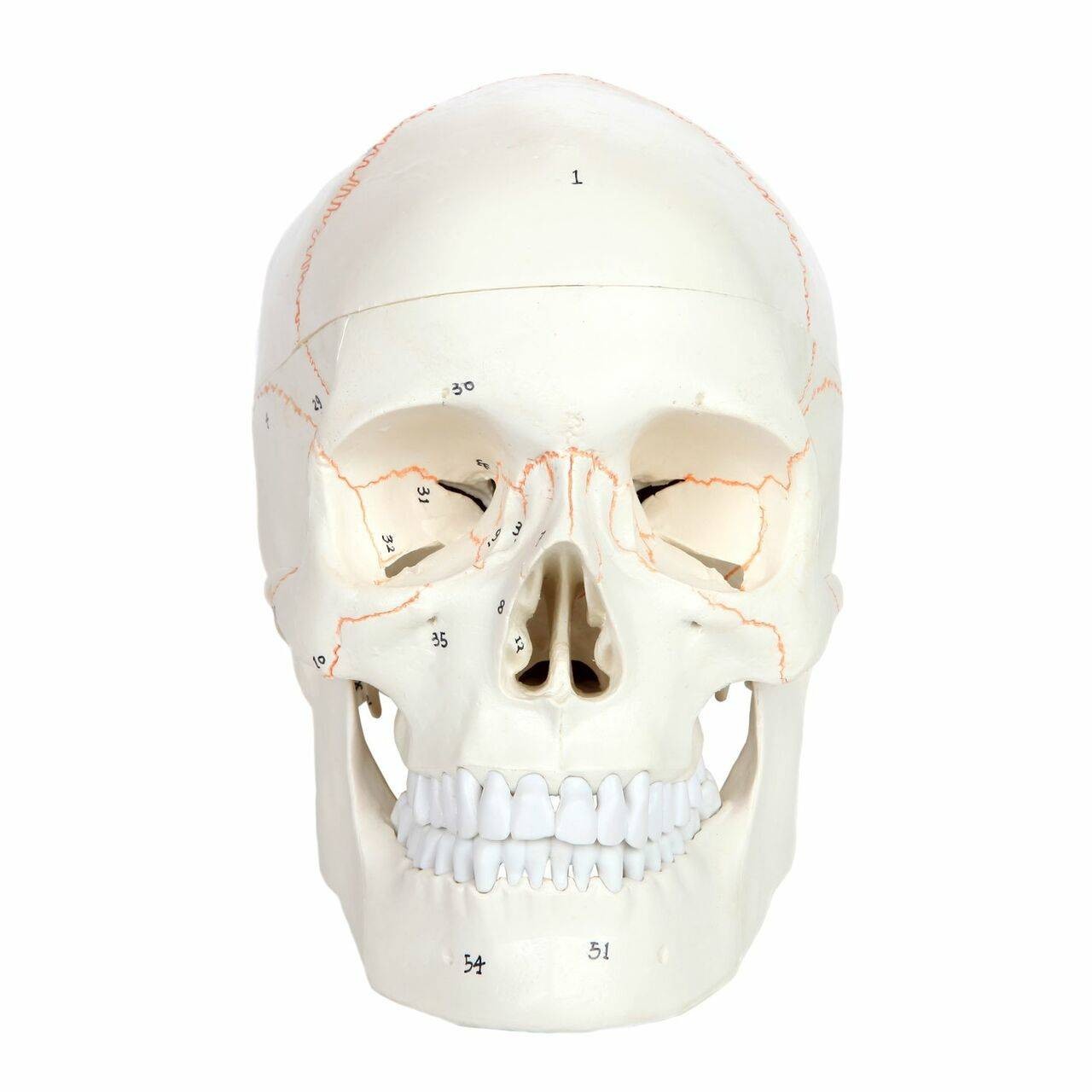 Axis Scientific 3-Part Life-Size Human Skull Numbered Anatomy Model Front View
