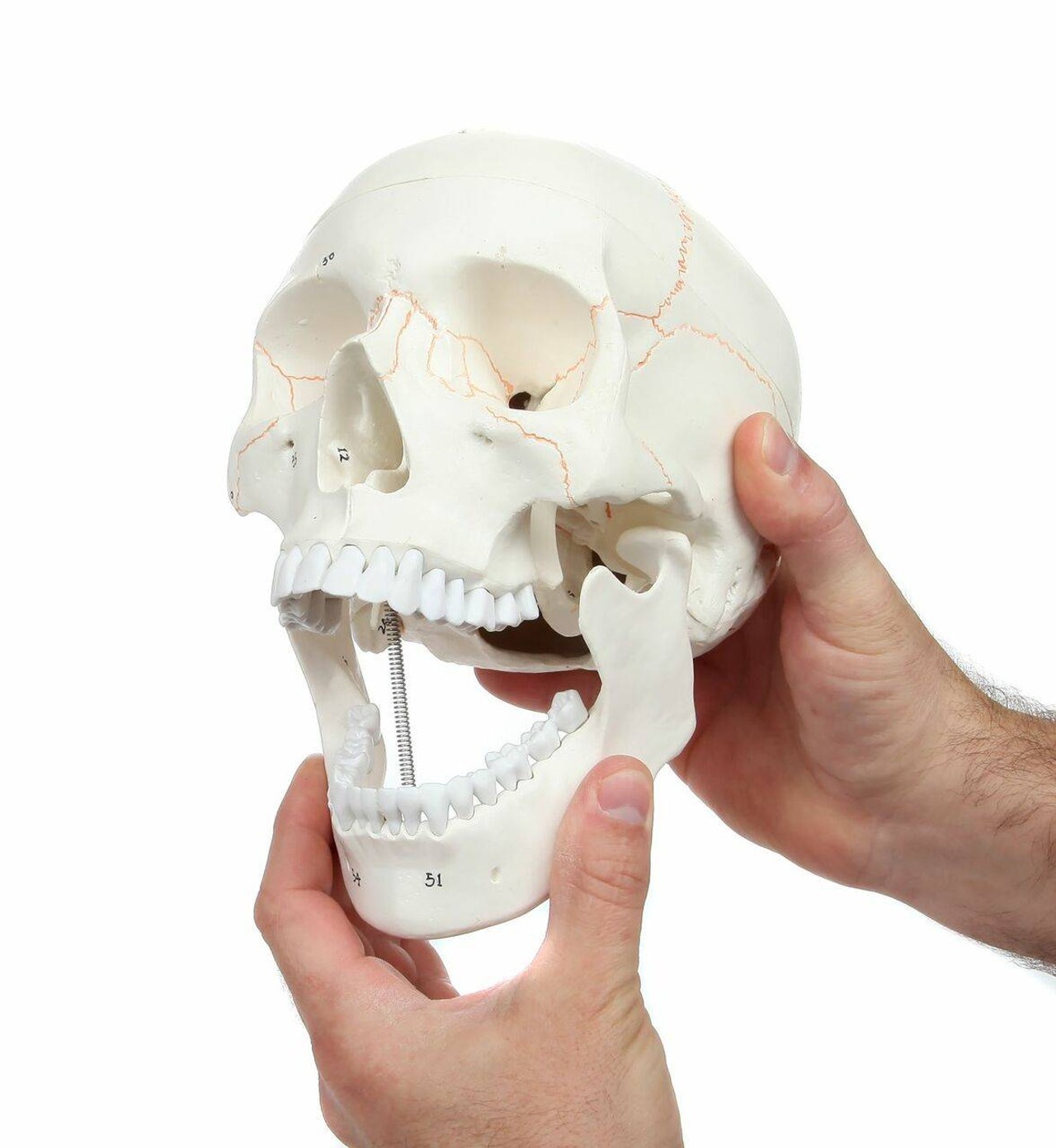 Axis Scientific 3-Part Life-Size Human Skull Numbered Anatomy Model Articulating Jaw View