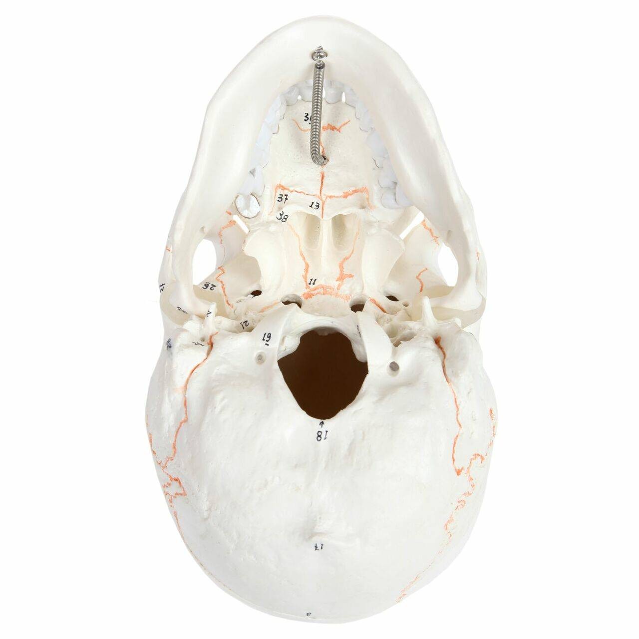 Axis Scientific 3-Part Life-Size Human Skull Numbered Anatomy Model Underside of Skull View