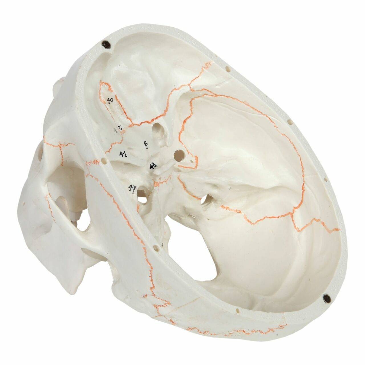 Axis Scientific 3-Part Life-Size Human Skull Numbered Anatomy Model No Skull Cap Inside View