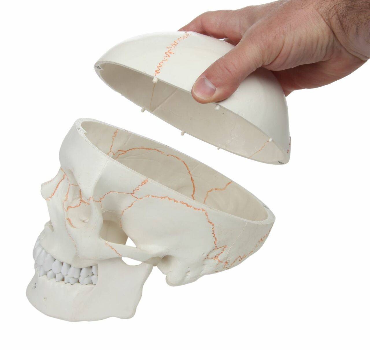 Axis Scientific 3-Part Life-Size Human Skull Numbered Anatomy Model Skull Cap Removed View