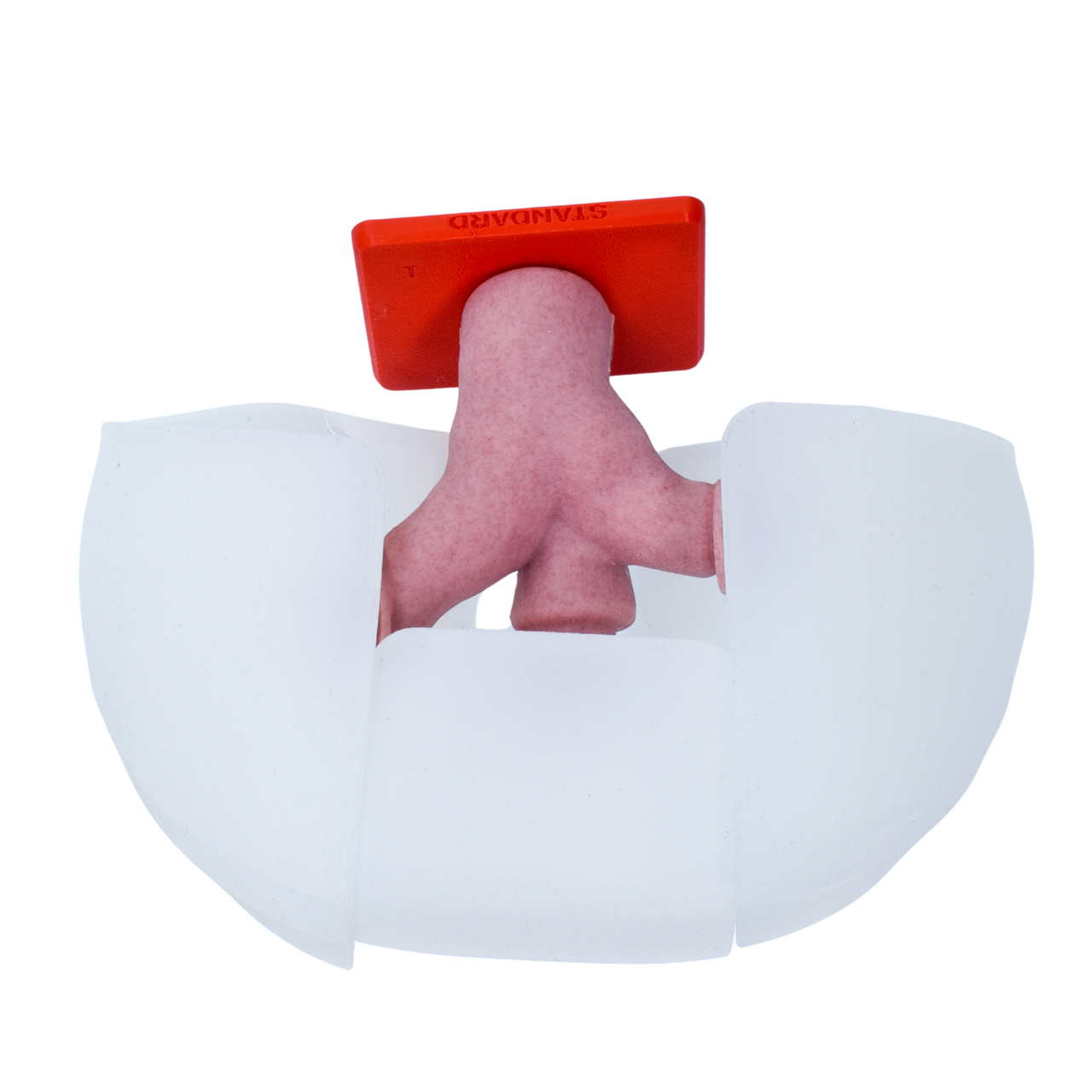 Standard Trachea, Lungs, and Stomach Module