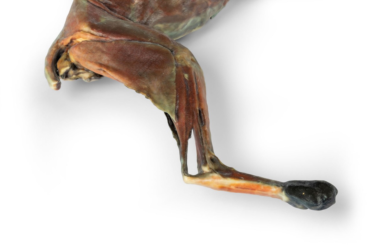 3D Printed Feline Whole-Body Model