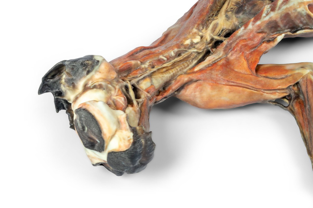 3D Printed Feline Whole-Body Model