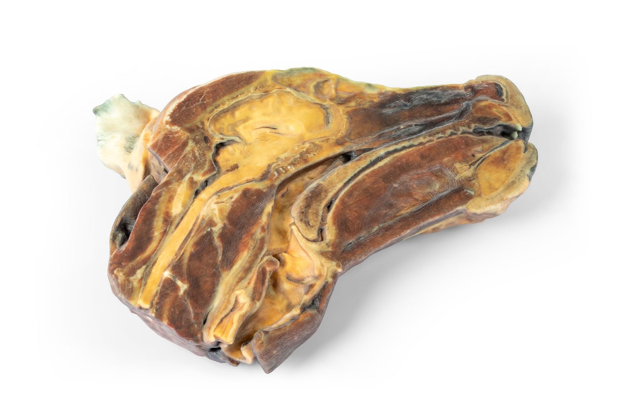 3D Printed Canine Half-Head Sagittal Section Model