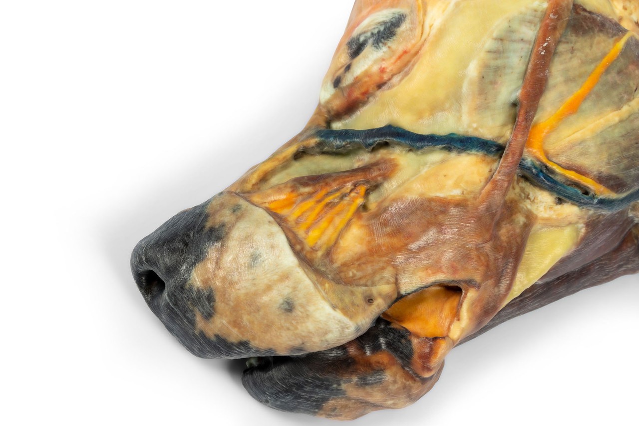 3D Printed Canine Half-Head Sagittal Section Model
