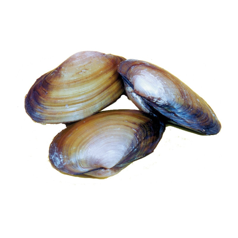 Anatomy Lab Freshwater Clam Specimens, 3-5 Inches, Vacuum Pack of 10