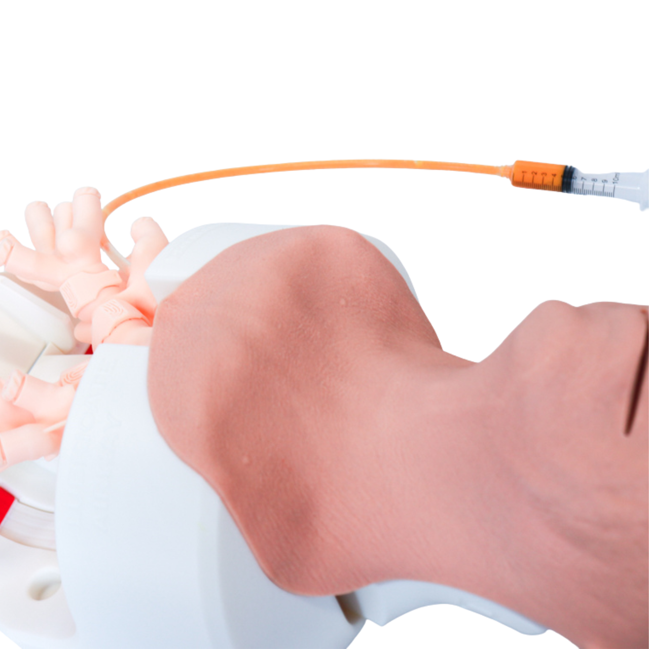 Bronchi Skill Module for Airway Management Task Trainer V2