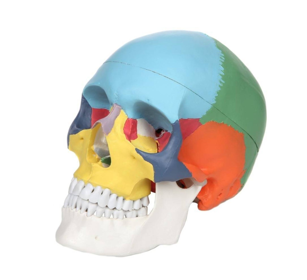Axis Scientific 3-Part Life-Size Didactic Human Skull Anatomy Model Front Left View