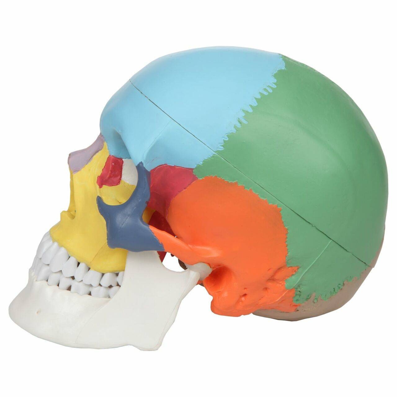 Axis Scientific 3-Part Life-Size Didactic Human Skull Anatomy Model Left View
