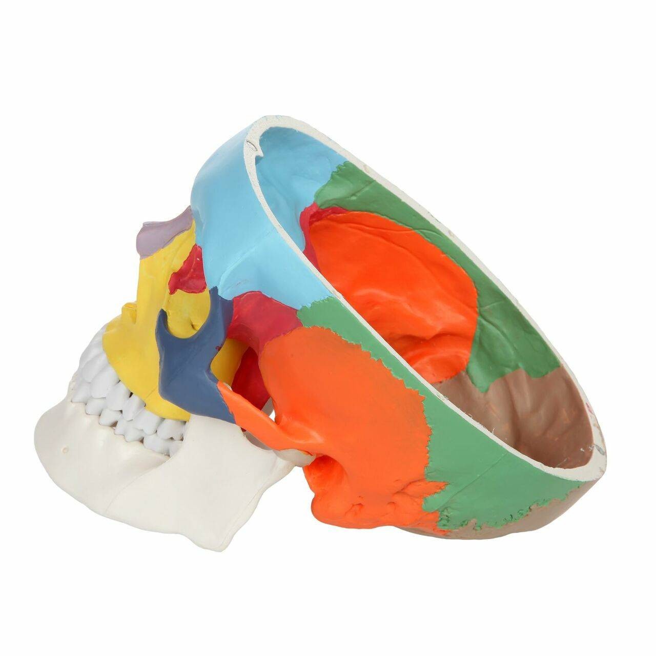 Axis Scientific 3-Part Life-Size Didactic Human Skull Anatomy Model View of the Skull wihtout the Skull Cap.