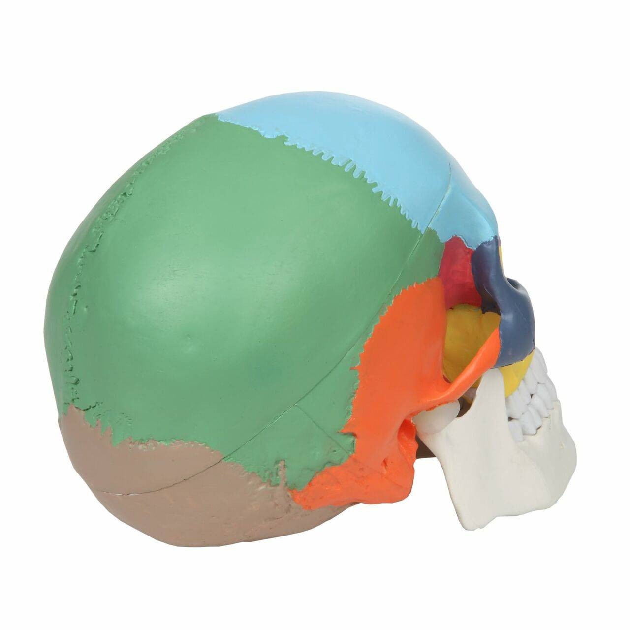 Axis Scientific 3-Part Life-Size Didactic Human Skull Anatomy Model Back Right  View