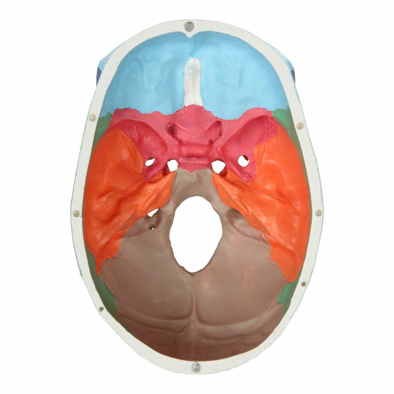 Axis Scientific 3-Part Life-Size Didactic Human Skull Anatomy Model Top-Down View of the Inside of the Skull without the Skull Cap
