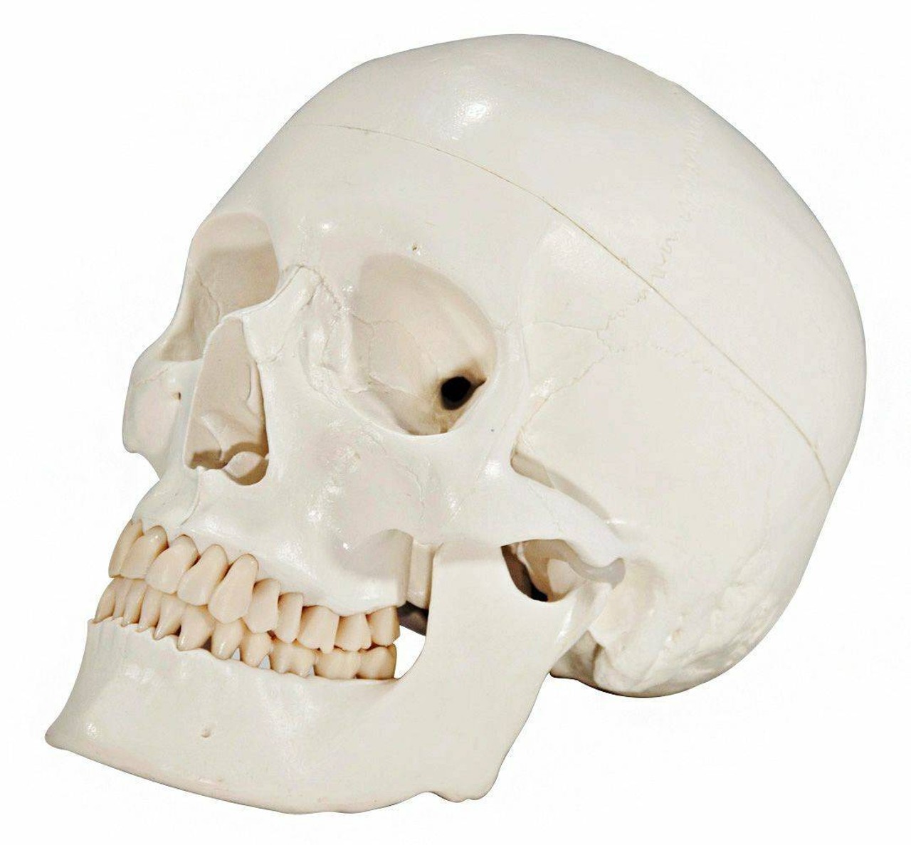 Axis Scientific Life-Size Human Skull with Blood Vessels