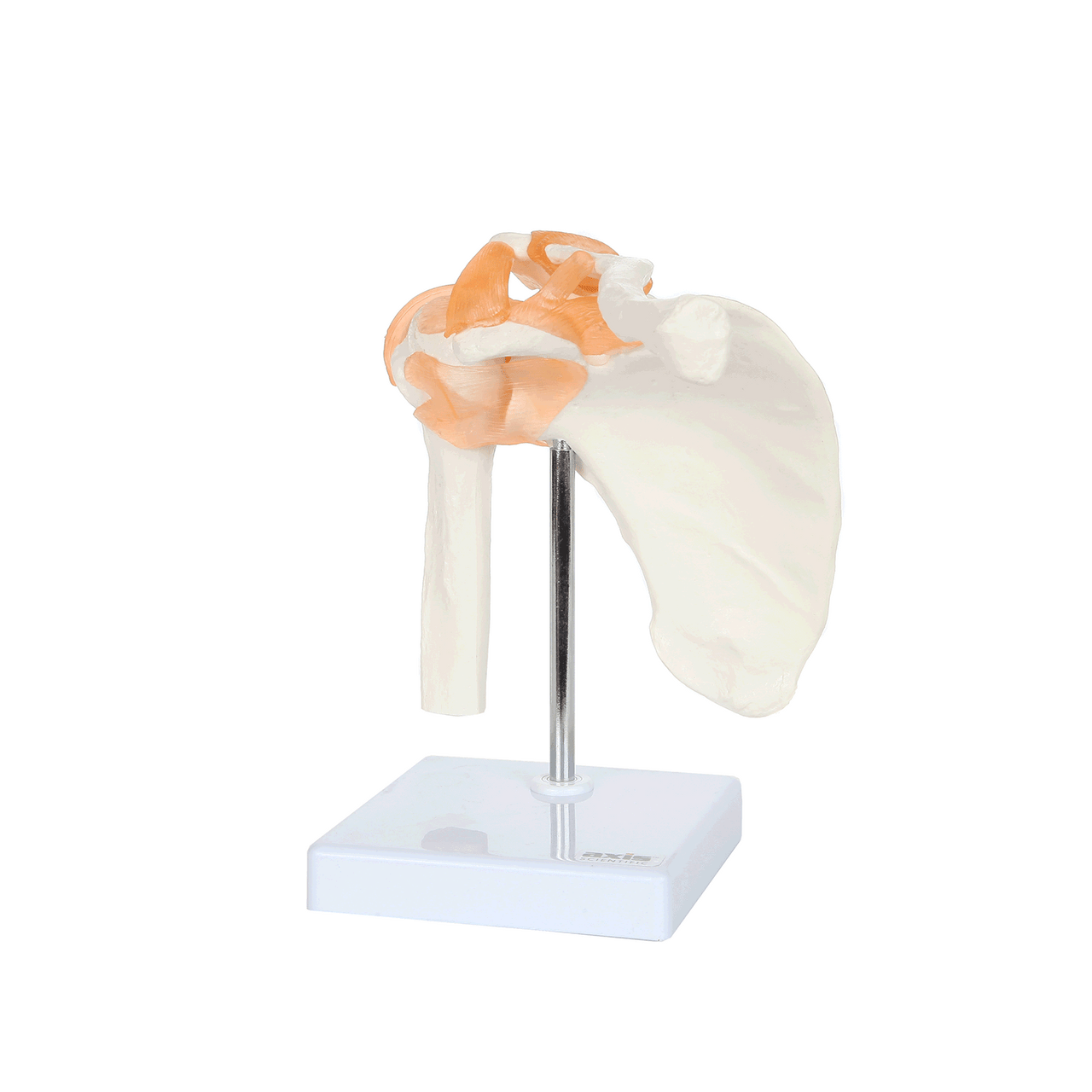 Axis Scientific Flexible Shoulder Joint animated 360 degree rotation