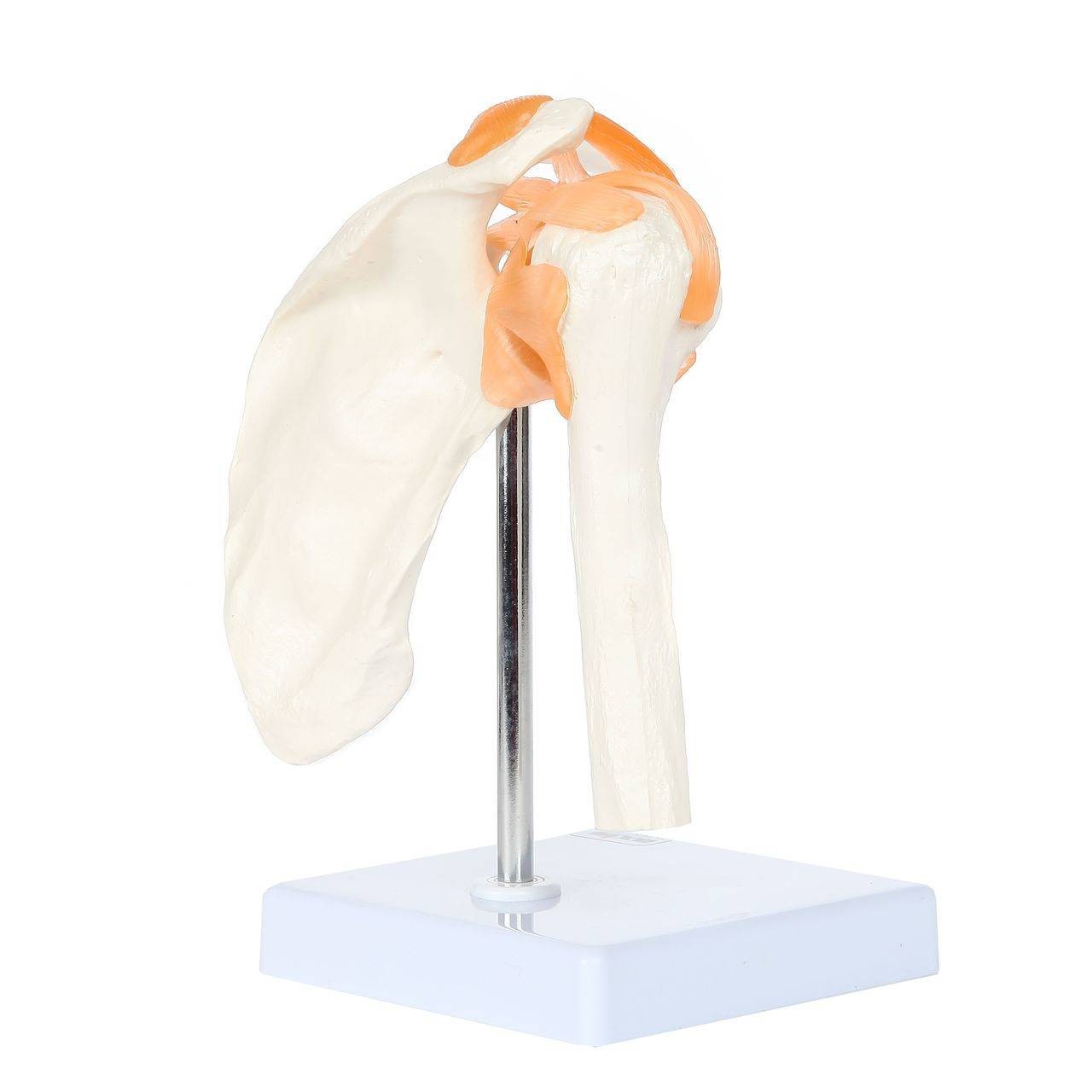 Axis Scientific Flexible Shoulder Joint side view of scapula