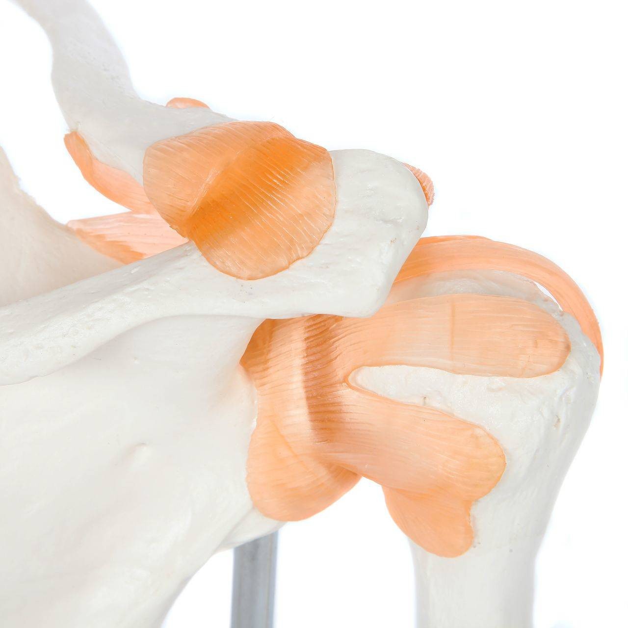 Axis Scientific Flexible Shoulder Joint close up of shoulder joint ligaments