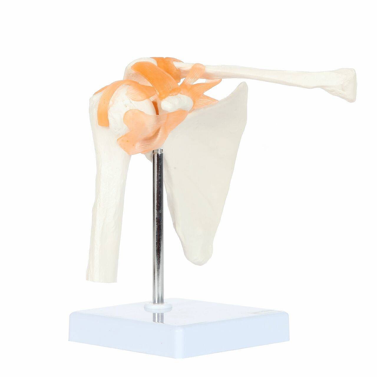 Axis Scientific Flexible Shoulder Joint with scapula and clavicle