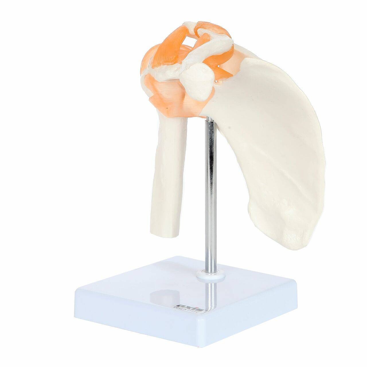 Axis Scientific Flexible Shoulder Joint left view of scapula and clavicle