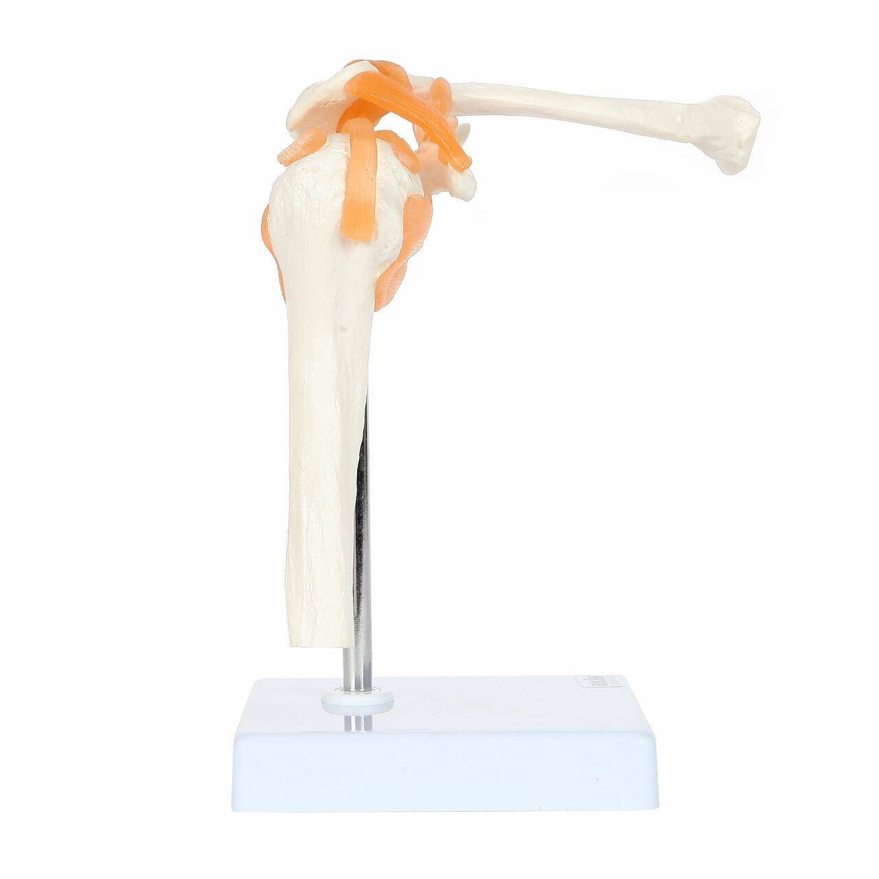 Axis Scientific Flexible Shoulder Joint side view of clavicle