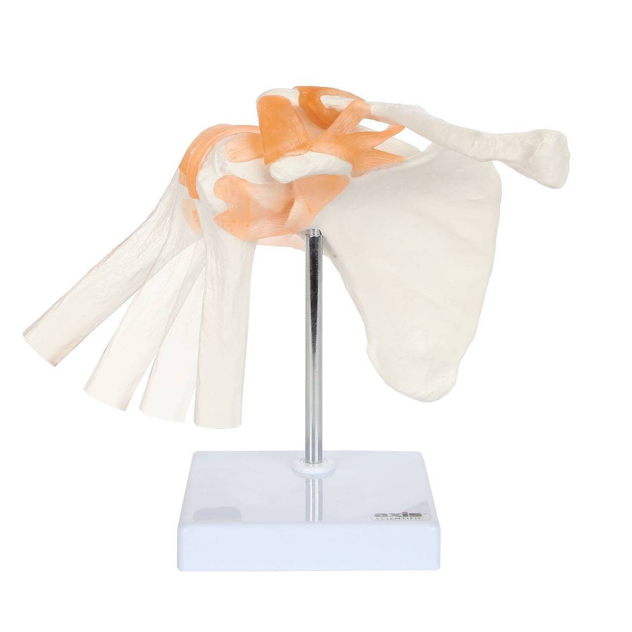 Axis Scientific Flexible Shoulder Joint degrees of flexibility in shoulder joint
