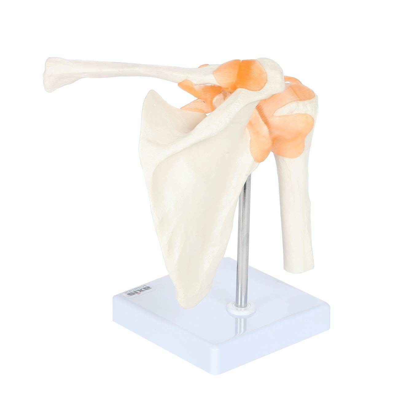 Axis Scientific Flexible Shoulder Joint rear view of scapula and clavicle