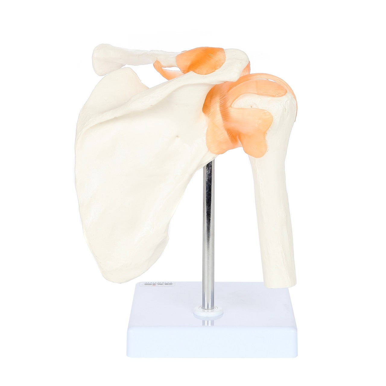 Axis Scientific Flexible Shoulder Joint close up of shoulder joint ligaments