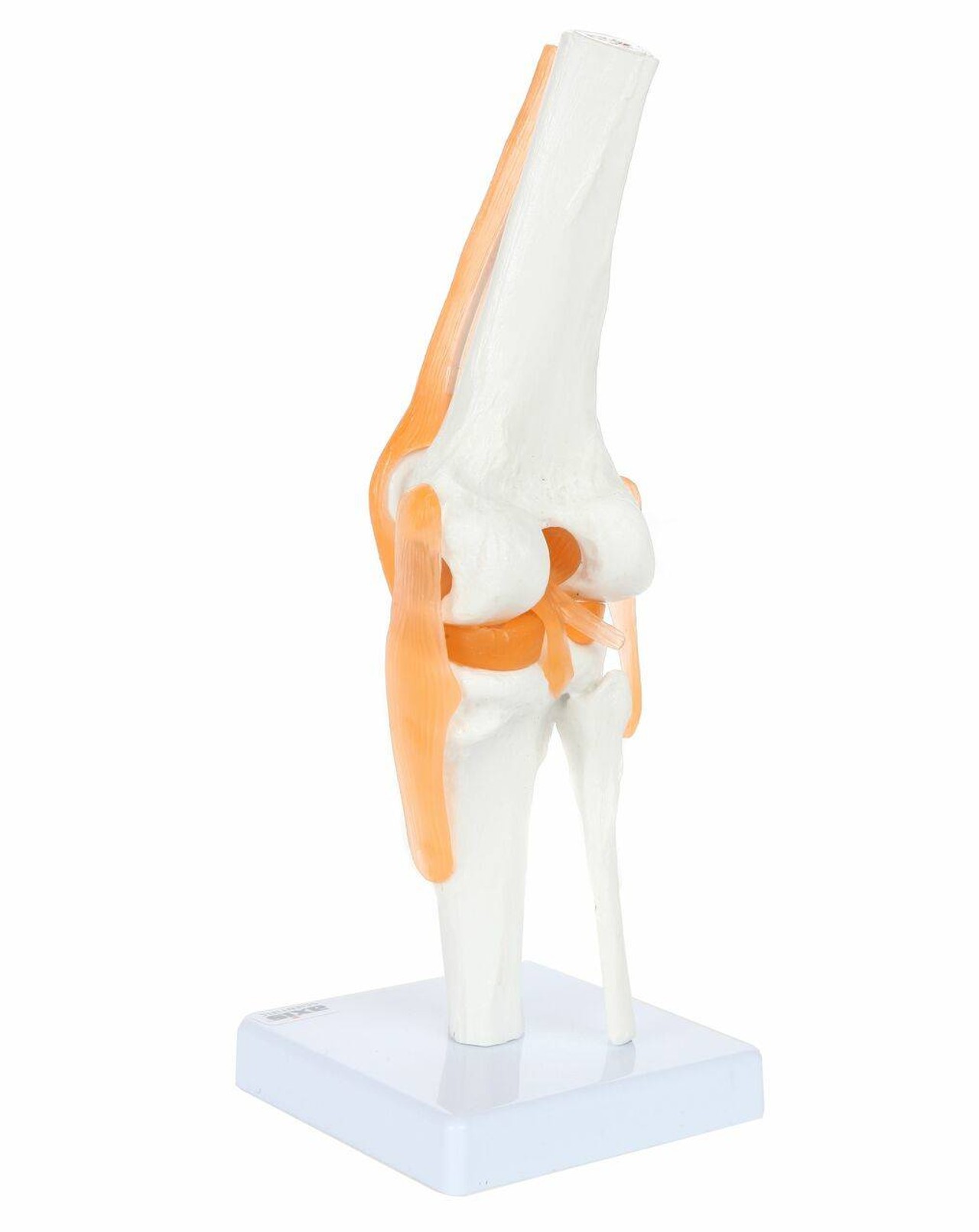 Axis Scientific Functional Knee Joint left rear view of knee joint