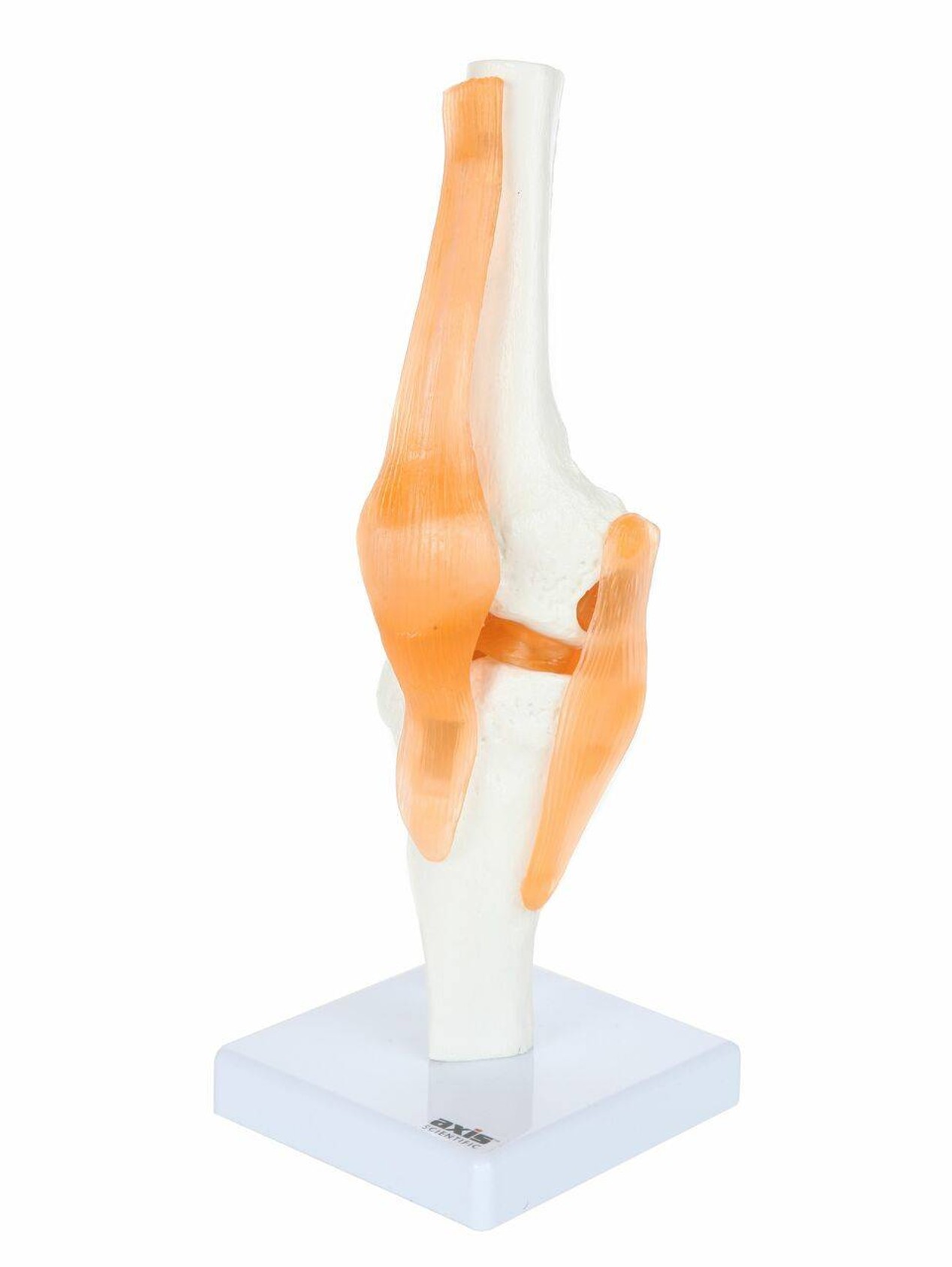Axis Scientific Functional Knee Joint left side view of knee joint