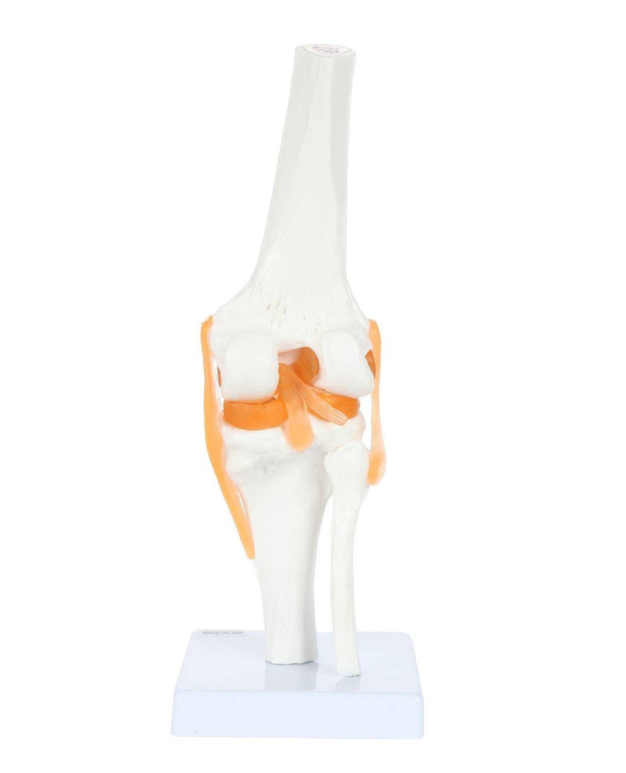 Axis Scientific Functional Knee Joint rear view of knee joint