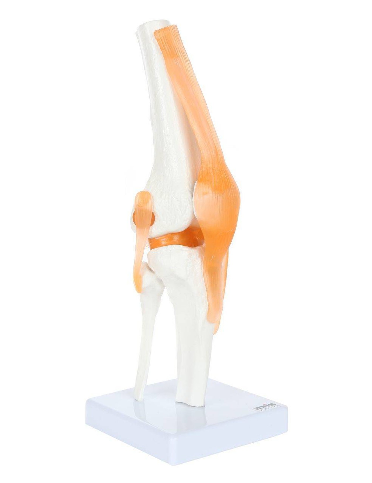 Axis Scientific Functional Knee Joint right angle of knee joint