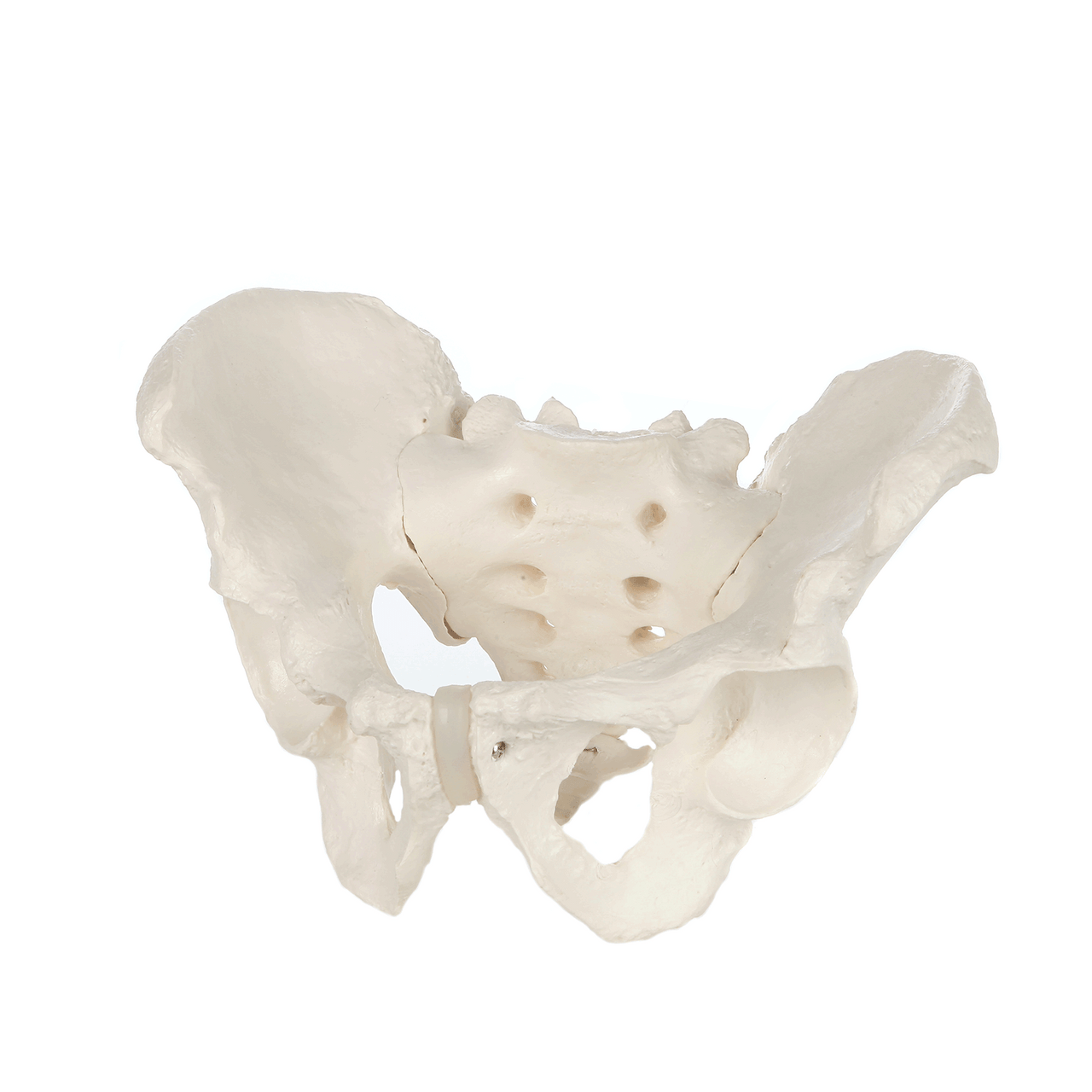 Axis Scientific Life-Size Male Pelvis Skeleton Anatomy Model Animated GIF of a 360 degree view.