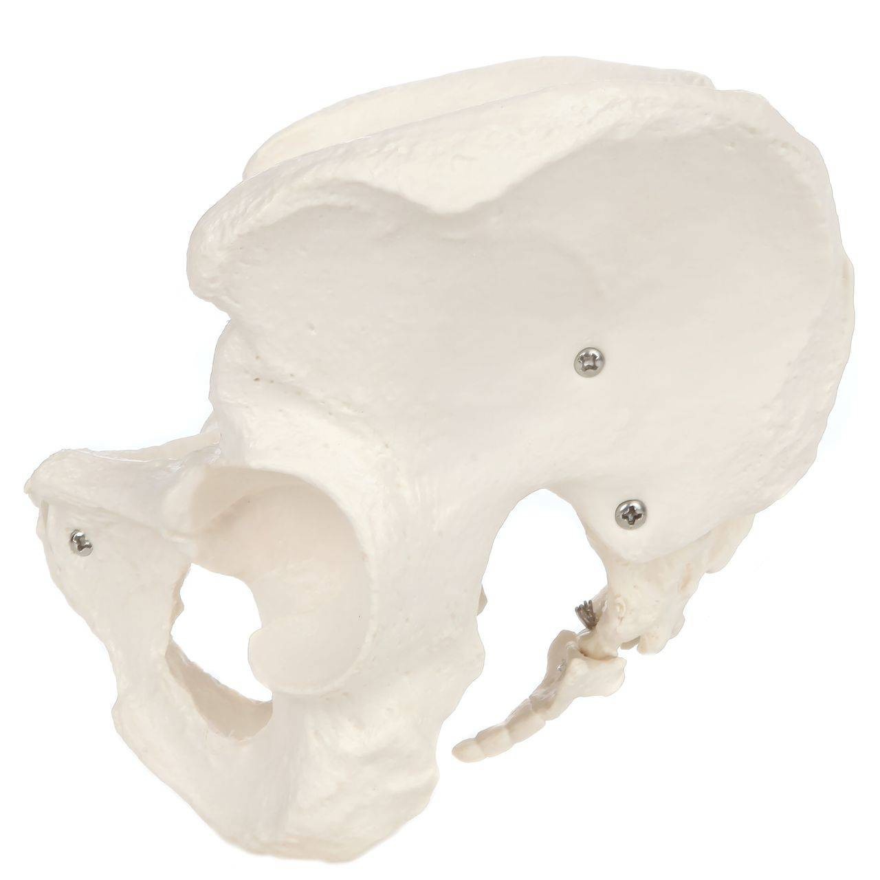Axis Scientific Life-Size Male Pelvis Skeleton Anatomy Model Left View