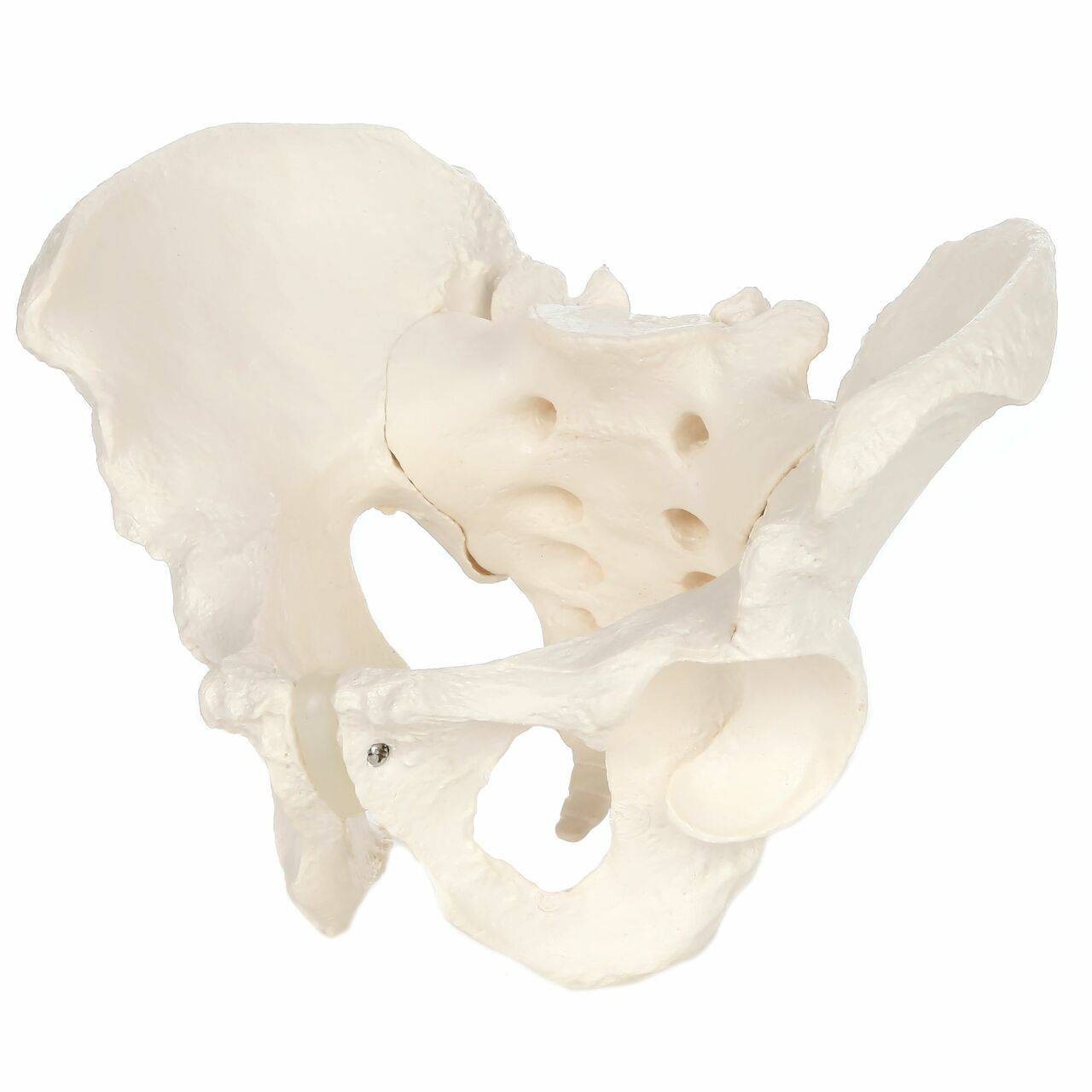 Axis Scientific Life-Size Male Pelvis Skeleton Anatomy Model Front Left View