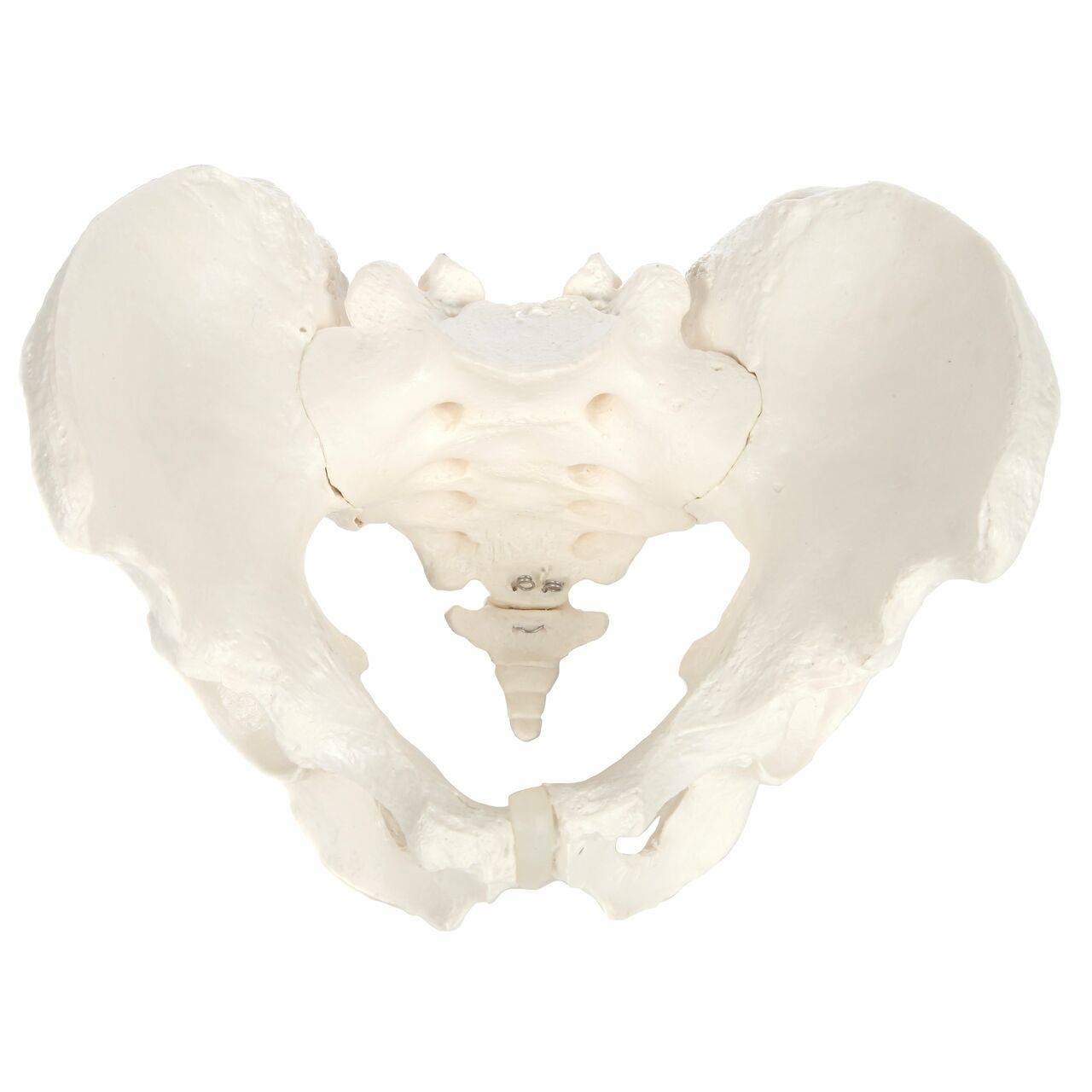 Axis Scientific Life-Size Male Pelvis Skeleton Anatomy Model Overhead View