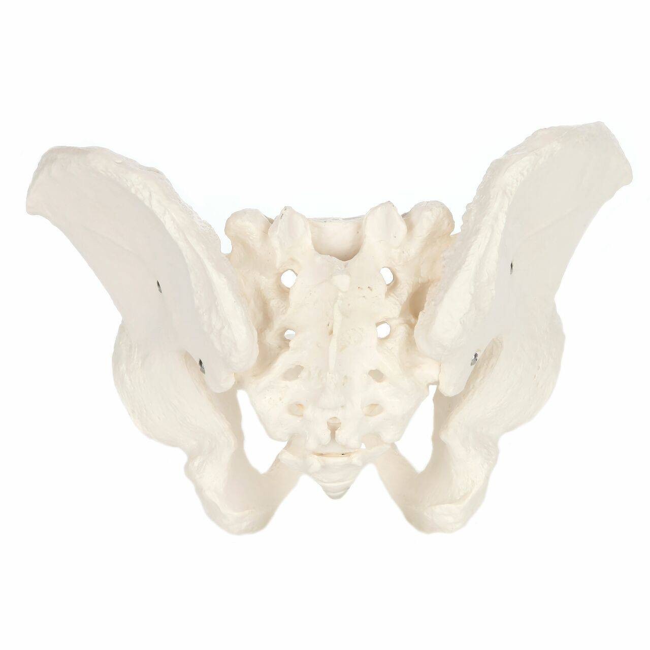 Axis Scientific Life-Size Male Pelvis Skeleton Anatomy Model Back View