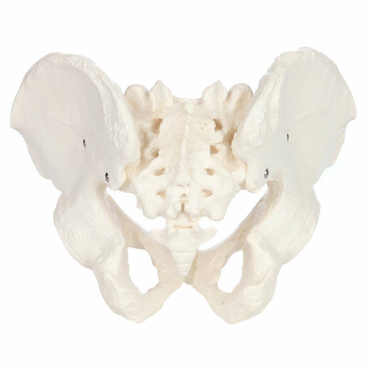 Axis Scientific Life-Size Male Pelvis Skeleton Anatomy Model Underside View