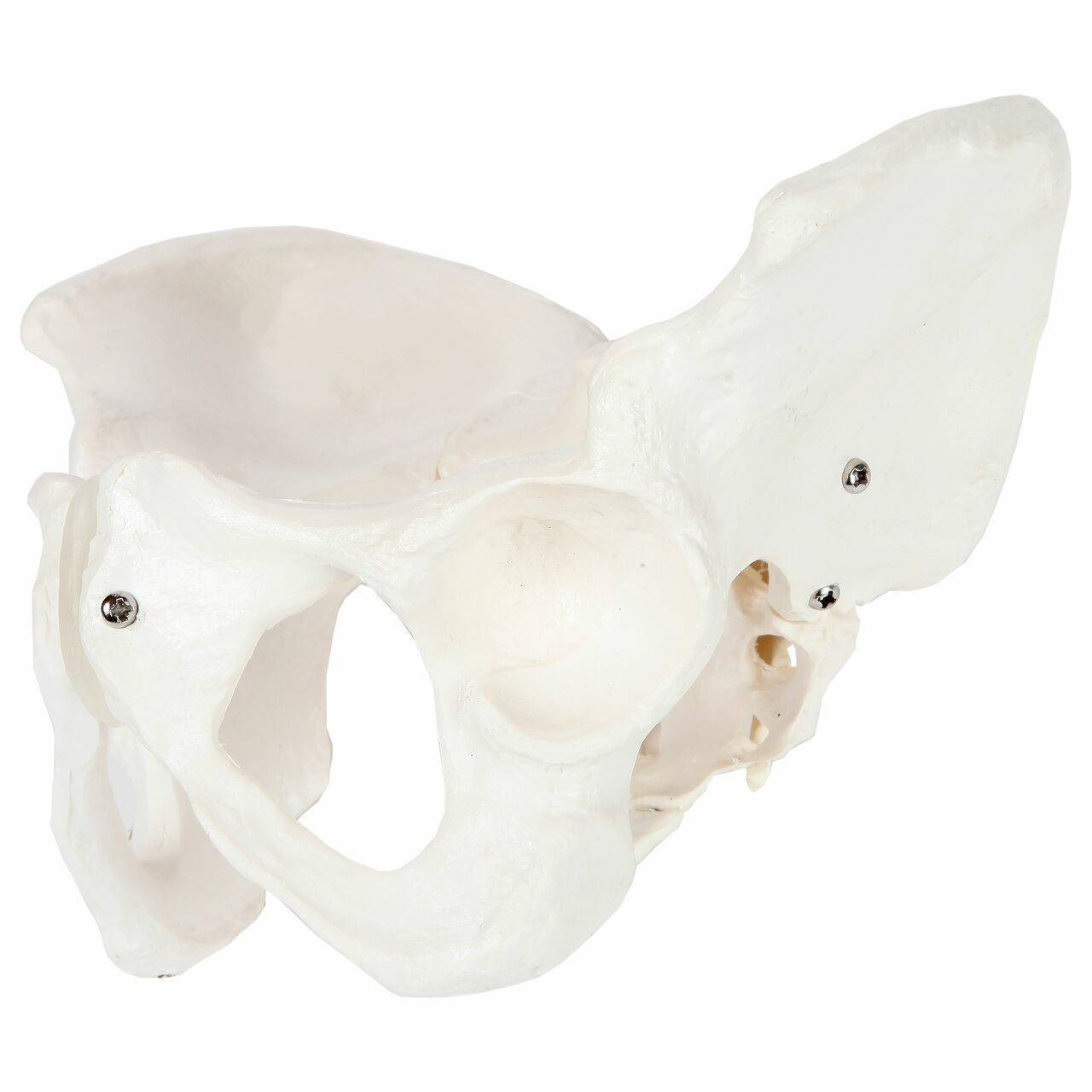 Axis Scientific Female Skeletal Pelvis