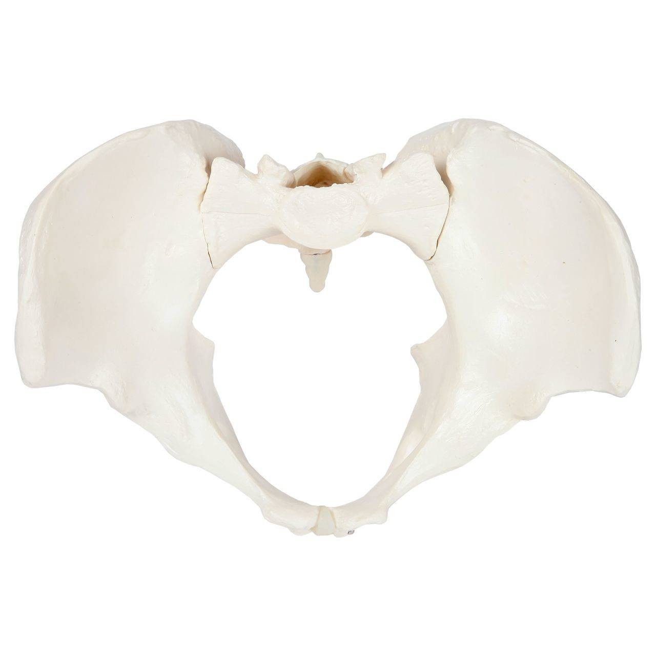 Axis Scientific Female Skeletal Pelvis