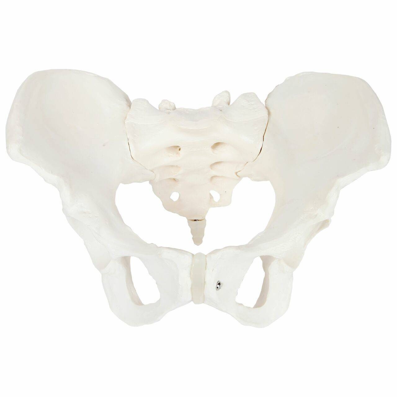 Axis Scientific Female Skeletal Pelvis