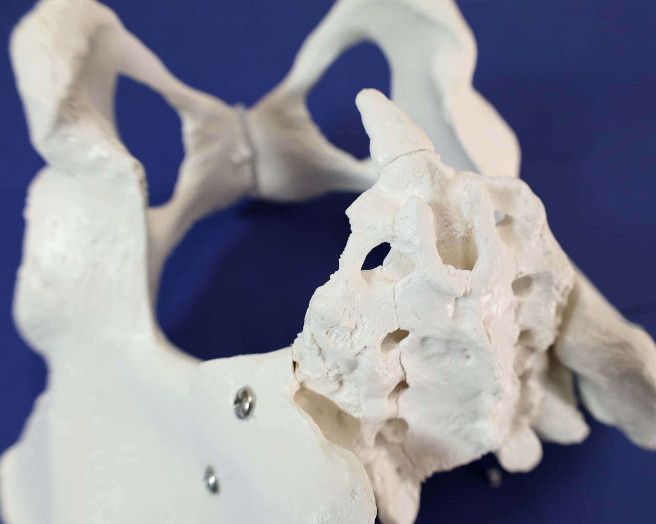 【ラプンツェル様用】ATAVISM / PUTREFIED GENITALIA Axis Scientific 6-Part Female Skeletal Pelvis with Organs