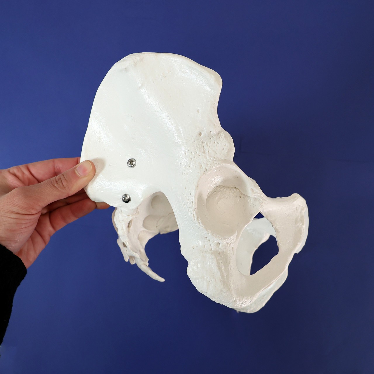 Axis Scientific Female Skeletal Pelvis