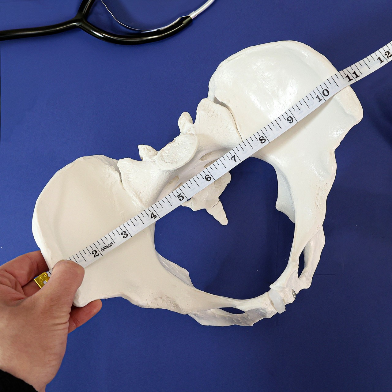 Axis Scientific Female Skeletal Pelvis